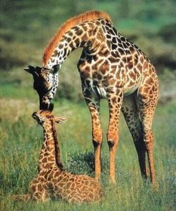 Giraffe Mother and Her Baby paint by numbers