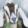 Goats eat grass paint by numbers