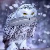 Grey owl paint by numbers