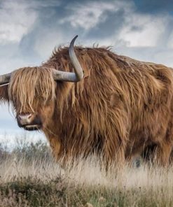 Highland Cow paint by numbers