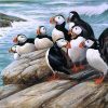 Puffins on Rock paint by numbers