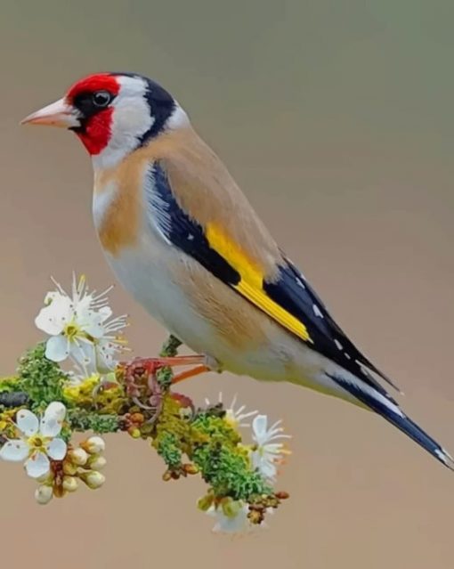 Beautiful Bird paint by numbers