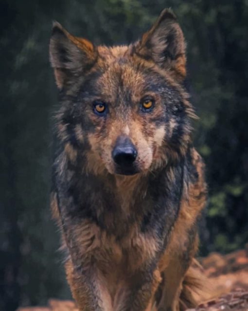 Black And Brown Wolf Paint by numbers