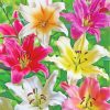 Blooming Colorful Lilies paint by numbers