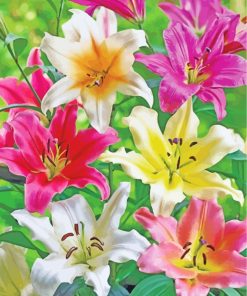 Blooming Colorful Lilies paint by numbers