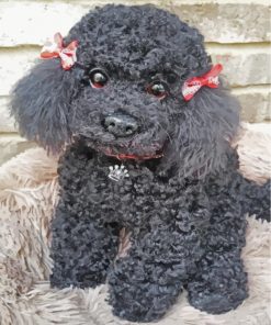 Cute Poodle Dog paint by numbers