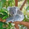 Koala On Tree Branch paint by numbers