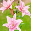 Pink Lilies paint by numbers