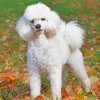 Poodle Dog Puppy paint by numbers