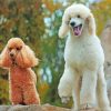 Poodles Dogs paint by numbers