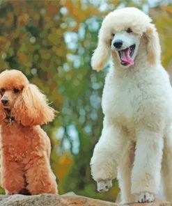 Poodles Dogs paint by numbers