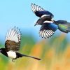 Flying Magpies Birds paint by numbers