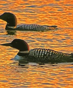 Aquatic Loons At Sunset paint by numbers