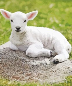 Baby Lamb paint by numbers