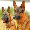 Belgian Malinois Dogs paint by numbers