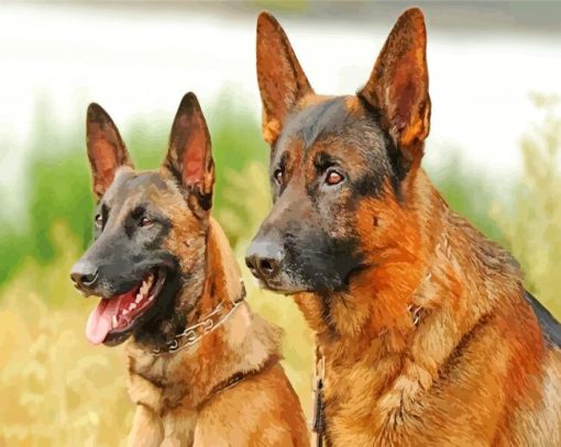 Belgian Malinois Dogs paint by numbers