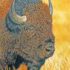 Bison Head paint by numbers