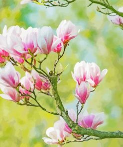 Blooming Magnolia Flower paint by numbers