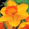 Blooming Orange Daffodil paint by number