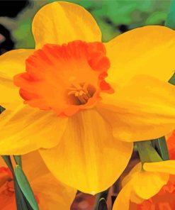 Blooming Orange Daffodil paint by number