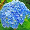 Blue Hydrangea paint by numbers