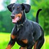 Breed Doberman paint by number