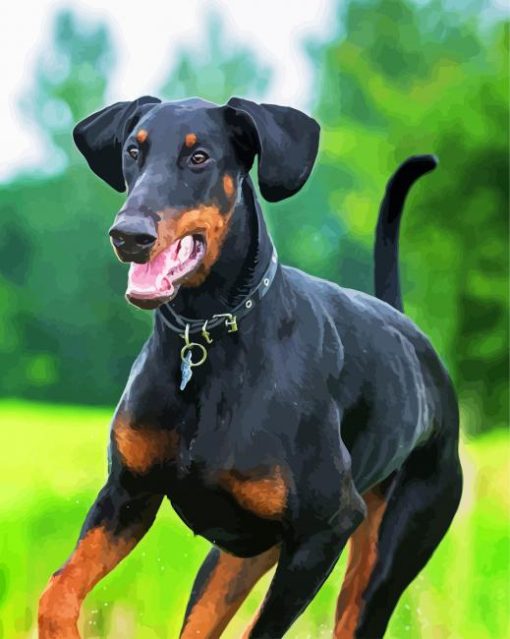 Breed Doberman paint by number
