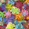 Aesthetic Succulents Plants paint by numbers
