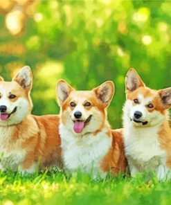 Corgi Dogs paint by numbers