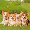 Corgi Puppies Y paint by numbers