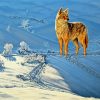 Coyote In Snow paint by numbers