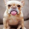 Cute Frenchie paint by numbers