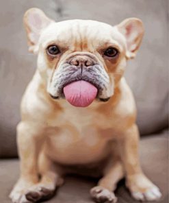 Cute Frenchie paint by numbers