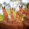 Dingos paint by numbers