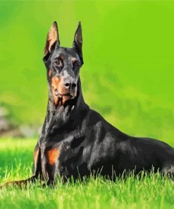 Doberman Dog paint by number