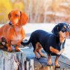 Doxie Dogs paint by numbers
