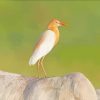 Orange And White Egret Bird paint by numbers