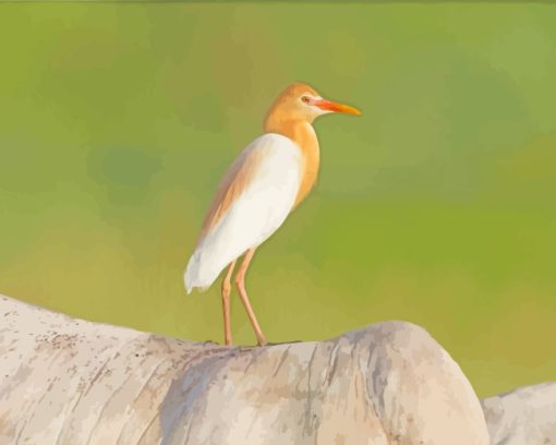 Orange And White Egret Bird paint by numbers