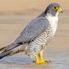 Falcon Bird paint by number