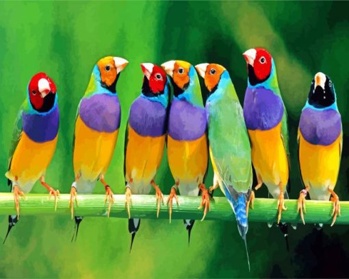 Finches Birds paint by numbers