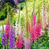 Foxglove Flowers paint by numbers