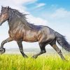 Friesian Horse Animal paint by number