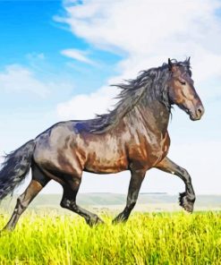 Friesian Horse Animal paint by numbers
