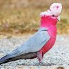 Galah paint by number