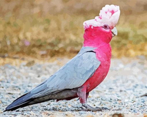 Galah paint by number