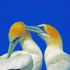 Gannet Birds paint by number