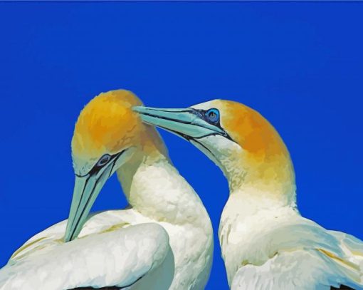 Gannet Birds paint by number