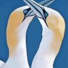 Gannets Illustration paint by number