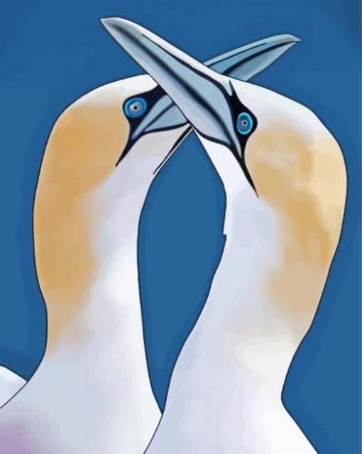 Gannets Illustration paint by number