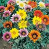 Gazania Flowers paint by numbers